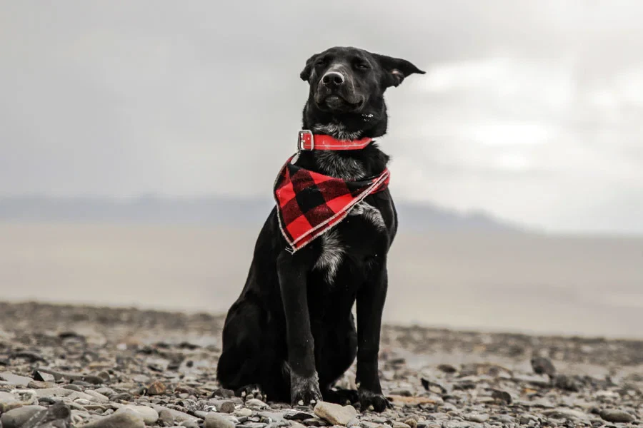 Best Dog Accessories