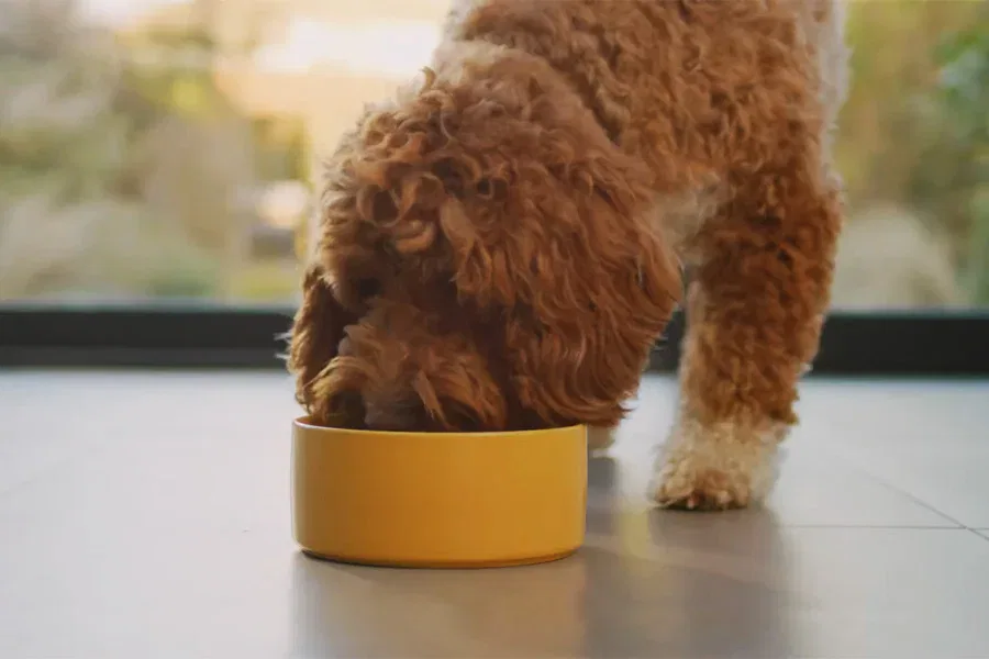 Best Dry Dog Food