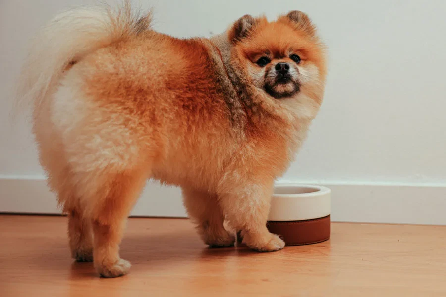 Best Grain Free Fog Food