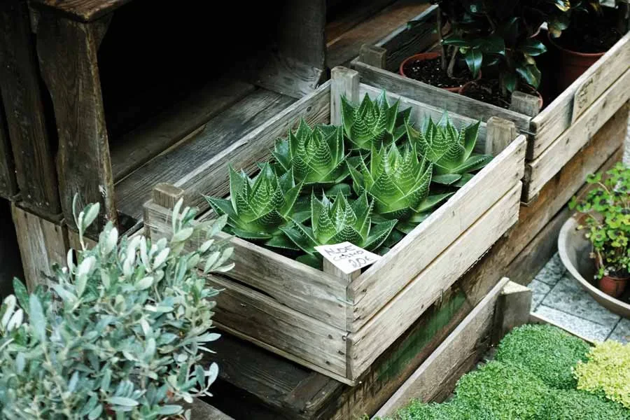 Best Garden Bed