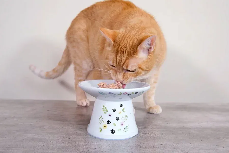 Best Cat Bowls