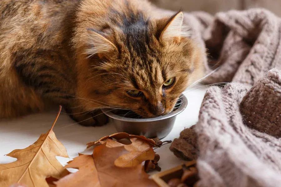 Best Cat Food Brands