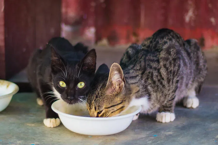 Best Kitten Wet Foods