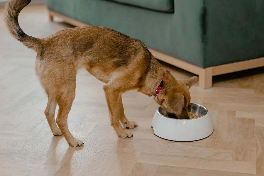 Best Wet Dog Food