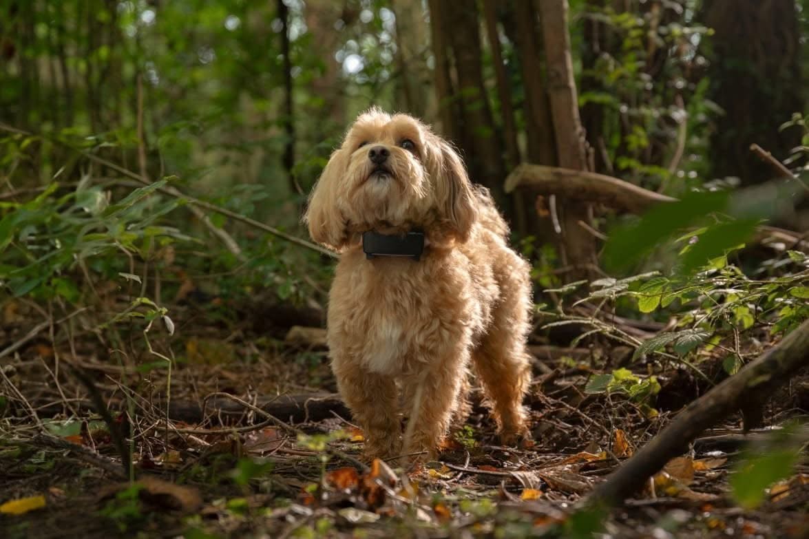 Tractive GPS dog tracker on a collar
